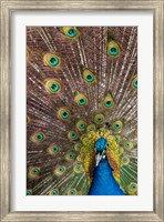 Framed Male Peacock Fanning Out His Tail Feathers