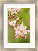 Framed Hood River, Oregon, Close-Up Of Apple Blossoms