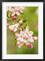 Framed Hood River, Oregon, Close-Up Of Apple Blossoms
