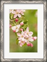 Framed Hood River, Oregon, Close-Up Of Apple Blossoms