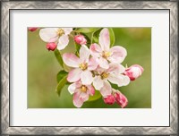 Framed Hood River, Oregon, Apple Blossoms In The Nearby Fruit Loop Area