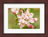 Framed Hood River, Oregon, Apple Blossoms In The Nearby Fruit Loop Area