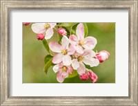 Framed Hood River, Oregon, Apple Blossoms In The Nearby Fruit Loop Area