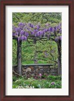 Framed Wisteria In Full Bloom On Trellis Chanticleer Garden, Pennsylvania