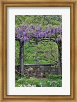 Framed Wisteria In Full Bloom On Trellis Chanticleer Garden, Pennsylvania