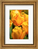 Framed Tulip Garden, Longwood Gardens, Pennsylvania