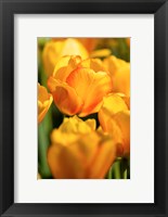 Framed Tulip Garden, Longwood Gardens, Pennsylvania