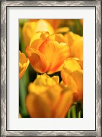 Framed Tulip Garden, Longwood Gardens, Pennsylvania