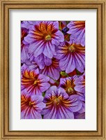 Framed Painted Tongue In Longwood Gardens Conservatory, Pennsylvania