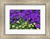 Framed Bell Flowers And Yellow Daisies, Longwood Gardens, Pennsylvania