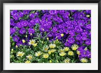 Framed Bell Flowers And Yellow Daisies, Longwood Gardens, Pennsylvania