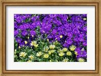 Framed Bell Flowers And Yellow Daisies, Longwood Gardens, Pennsylvania