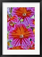 Framed Painted Tongue In Longwood Gardens Conservatory, Pennsylvania