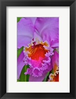 Framed Orchids In Longwood Gardens Conservatory, Pennsylvania