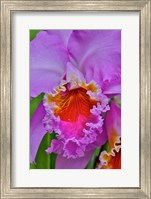 Framed Orchids In Longwood Gardens Conservatory, Pennsylvania