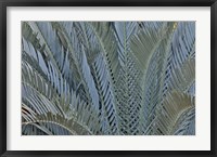 Framed Palm Leaves In Silver Plant Display, Longwood Gardens, Pennsylvania
