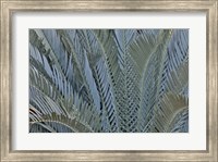 Framed Palm Leaves In Silver Plant Display, Longwood Gardens, Pennsylvania