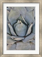 Framed Silver Toned Succulent, Longwood Gardens Conservatory, Pennsylvania