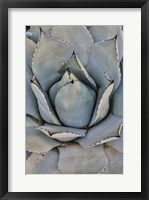 Framed Silver Toned Succulent, Longwood Gardens Conservatory, Pennsylvania
