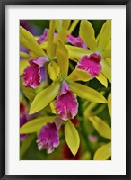 Framed Orchids In Longwood Gardens Conservatory, Pennsylvania