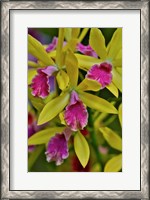 Framed Orchids In Longwood Gardens Conservatory, Pennsylvania