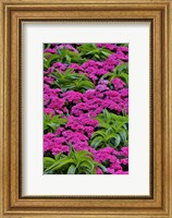 Framed Pinks And Green Design In The Conservatory, Longwood Garden, Pennsylvania