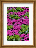 Framed Pinks And Green Design In The Conservatory, Longwood Garden, Pennsylvania