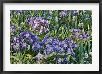 Framed Blooming Columbine, Longwood Gardens, Pennsylvania