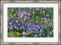 Framed Blooming Columbine, Longwood Gardens, Pennsylvania