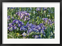 Framed Blooming Columbine, Longwood Gardens, Pennsylvania