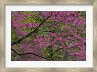Framed Redbud Tree In Full Bloom, Longwood Gardens, Pennsylvania