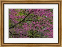 Framed Redbud Tree In Full Bloom, Longwood Gardens, Pennsylvania