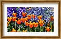 Framed Tulip Garden, Pennsylvania
