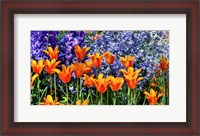 Framed Tulip Garden, Pennsylvania