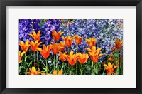 Framed Tulip Garden, Pennsylvania