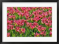 Framed Tulip Garden, Longwood Gardens, Pennsylvania