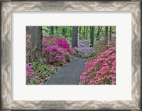 Framed Path And Azaleas In Bloom, Jenkins Arboretum And Garden, Pennsylvania