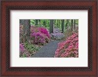 Framed Path And Azaleas In Bloom, Jenkins Arboretum And Garden, Pennsylvania