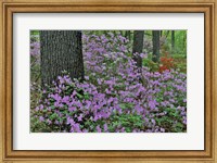 Framed Azaleas In Bloom, Jenkins Arboretum And Garden, Pennsylvania