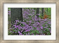 Framed Azaleas In Bloom, Jenkins Arboretum And Garden, Pennsylvania