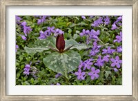 Framed Red Trillium And Blue Phlox Chanticleer Garden, Pennsylvania