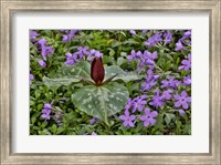 Framed Red Trillium And Blue Phlox Chanticleer Garden, Pennsylvania