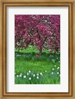 Framed Springtime Crabapple In Rose Blooming, Chanticleer Garden, Pennsylvania