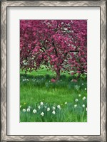 Framed Springtime Crabapple In Rose Blooming, Chanticleer Garden, Pennsylvania