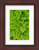 Framed Lime Green Hosta, Chanticleer Garden, Wayne, Pennsylvania