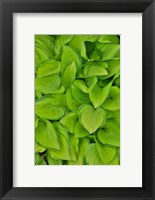 Framed Lime Green Hosta, Chanticleer Garden, Wayne, Pennsylvania