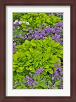 Framed Spring Colors, Chanticleer Garden, Pennsylvania 1