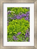 Framed Spring Colors, Chanticleer Garden, Pennsylvania 1