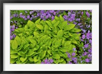 Framed Spring Colors, Chanticleer Garden, Pennsylvania 2