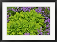 Framed Spring Colors, Chanticleer Garden, Pennsylvania 2